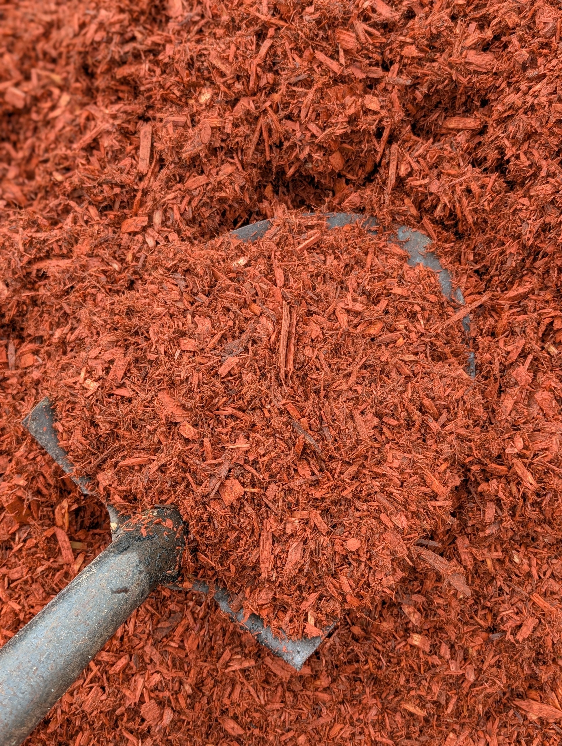 Red Cedar